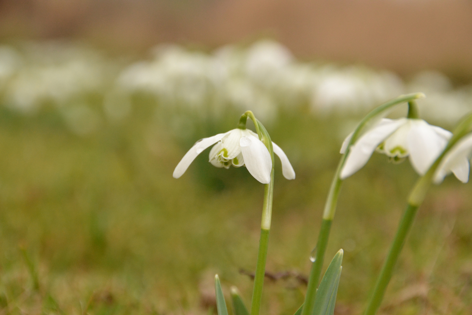 Printemps I