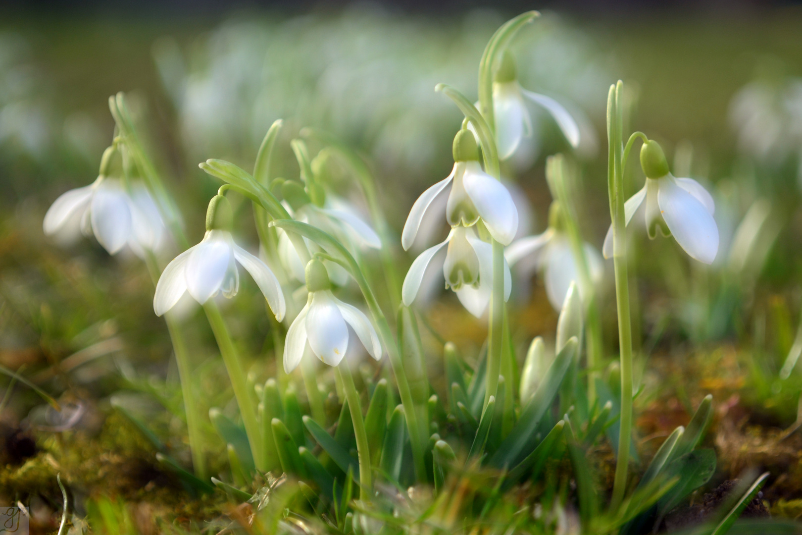 Printemps II