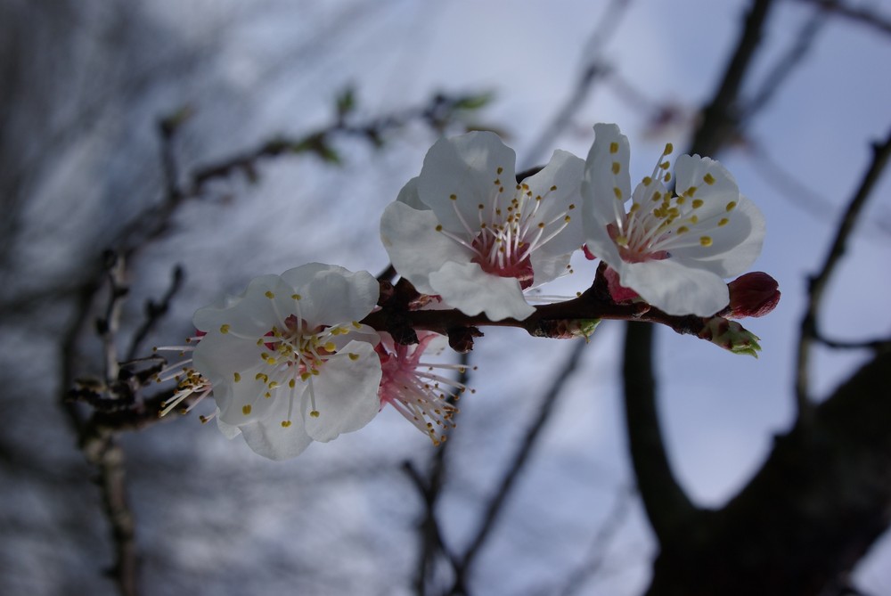 printemps japonais en ariege