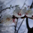 printemps japonais en ariege