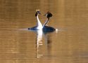 Printemps, la Parade du Coeur des Grebes de marti73 