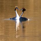 Printemps, la Parade du Coeur des Grebes