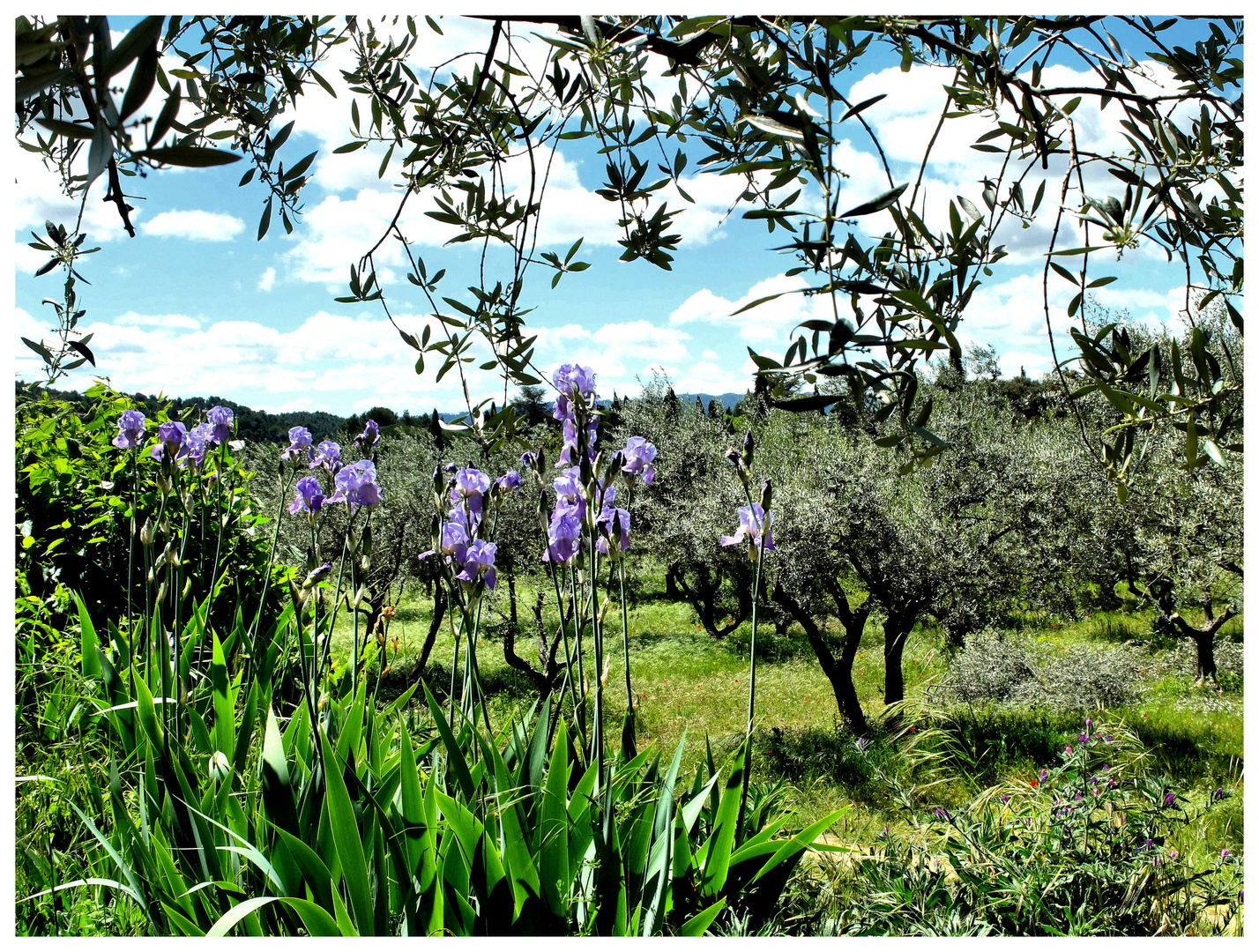 Printemps-Luberon