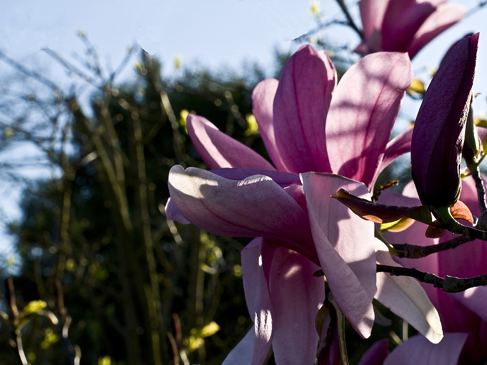 Printemps près de chez moi  --  Frühling bei mir in der Nähe