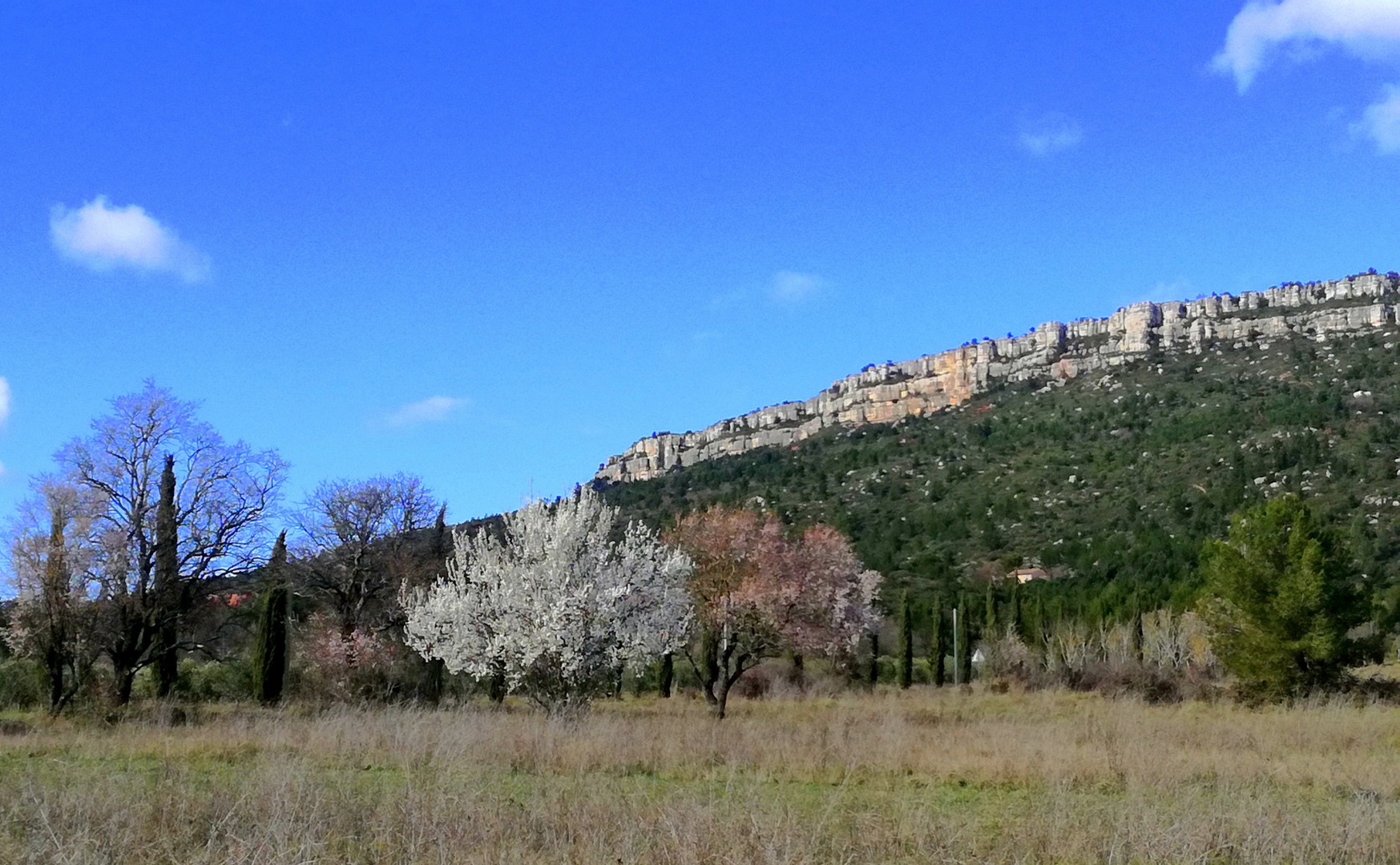 Printemps provençal ....