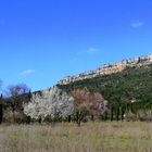 Printemps provençal ....