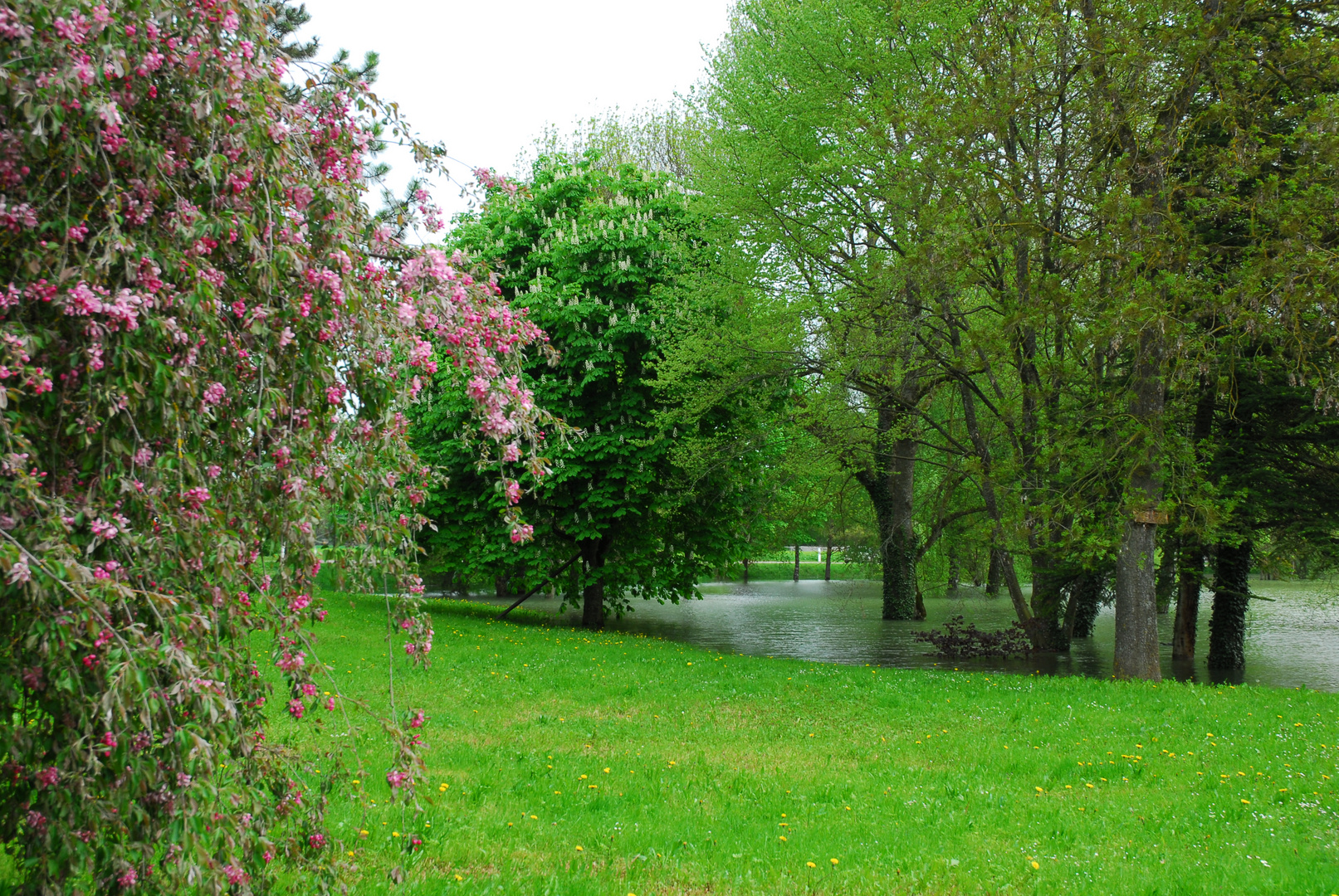 Printemps sous l'eau