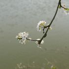 Printemps sur l'OIse