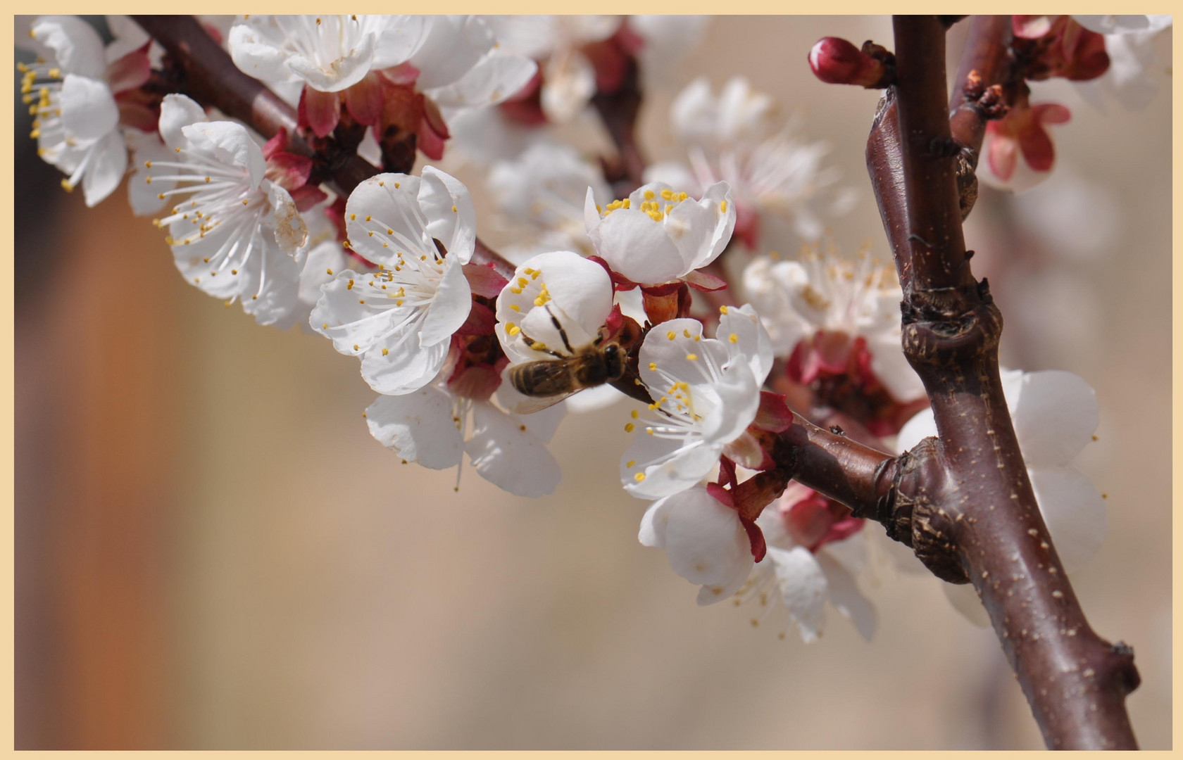 Printemps te revoilà !!!