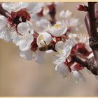 Printemps te revoilà !!!