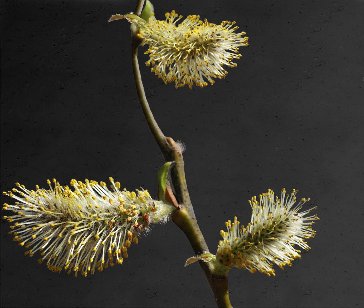 Printemps, tu peux venir