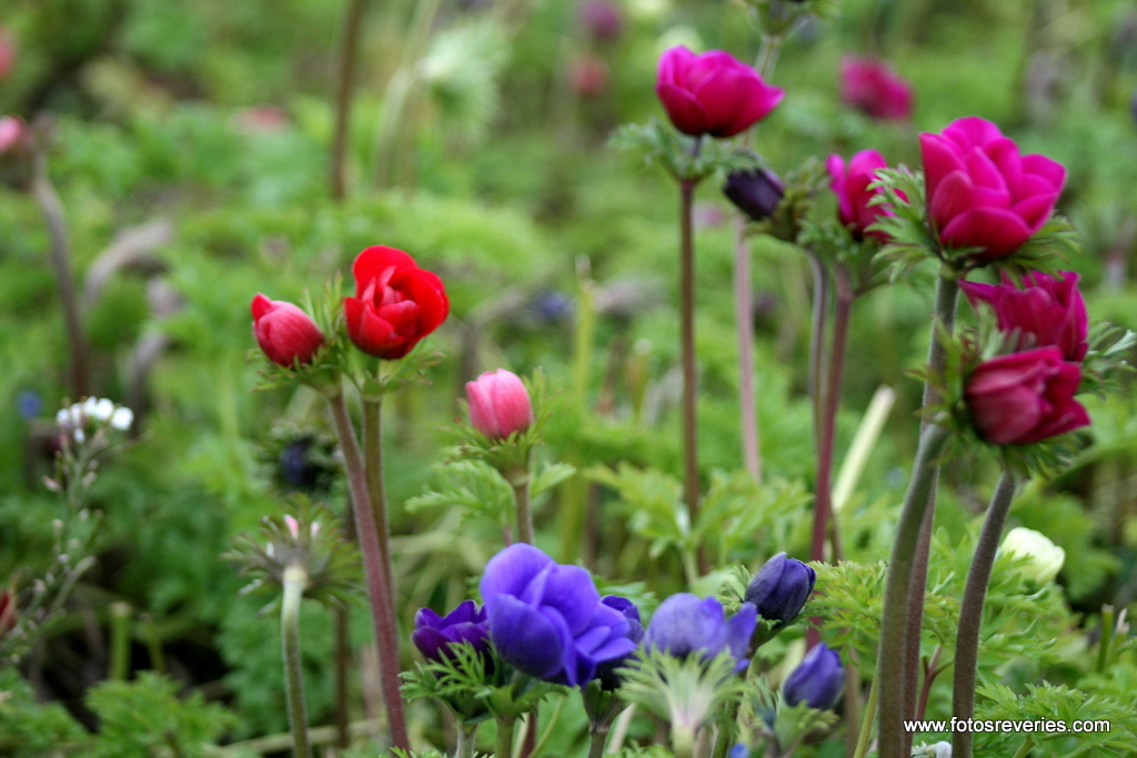 Printemps.....Frühling…