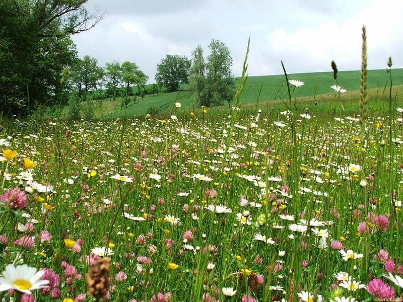 "printemps,quand tu nous arrives................."