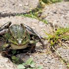 Prinz wärmt sich den Bauch … 