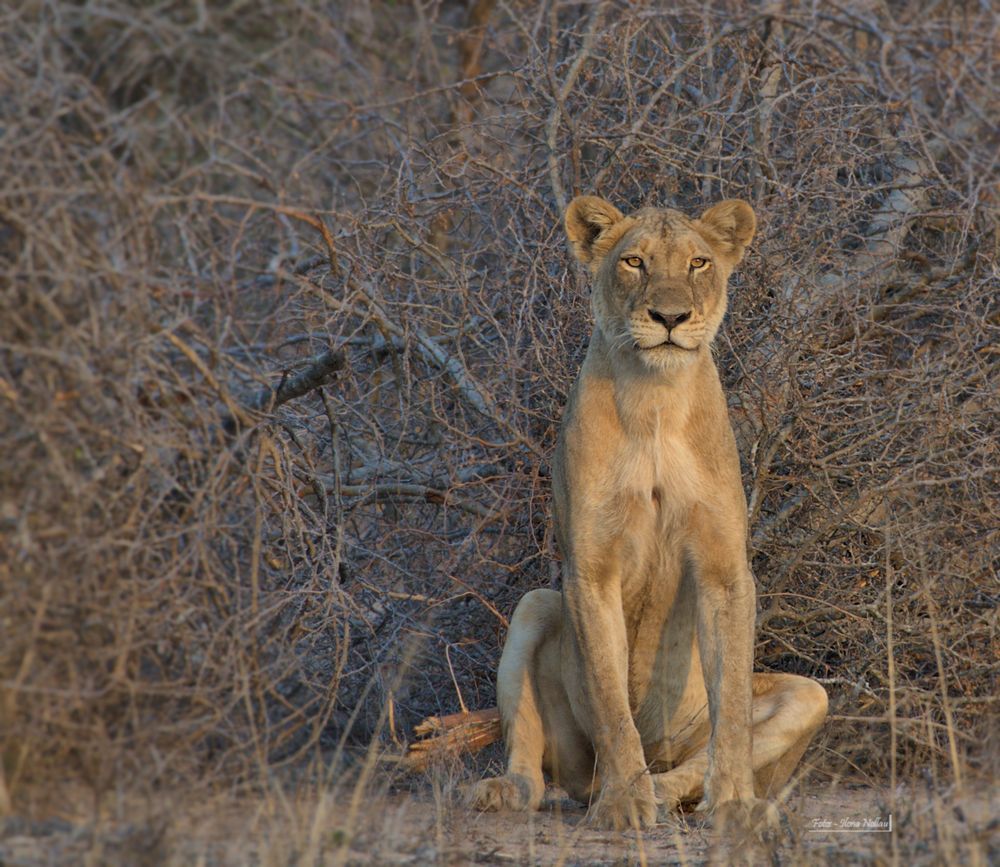 Prinzessin der Wildnis 