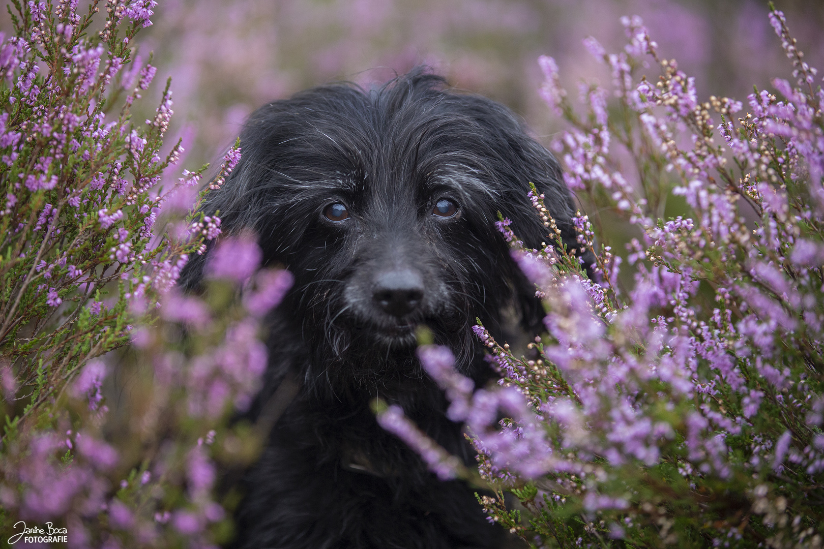 Prinzessin in der Heide