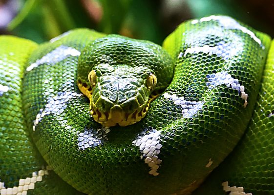 Prinzessin in Erwartung