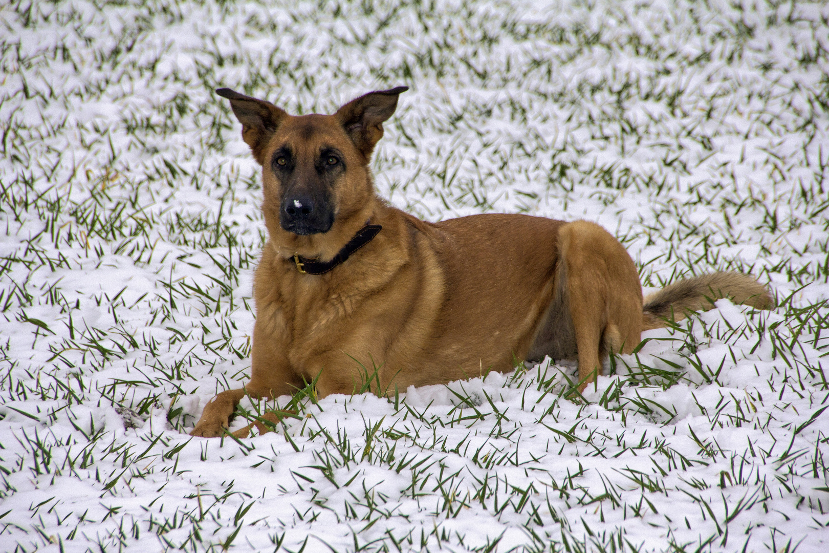 Prinzessin Luna mit Schneeflocke