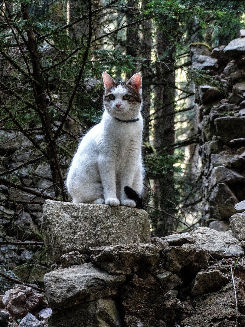 Prinzessin mit auf Wanderschaft