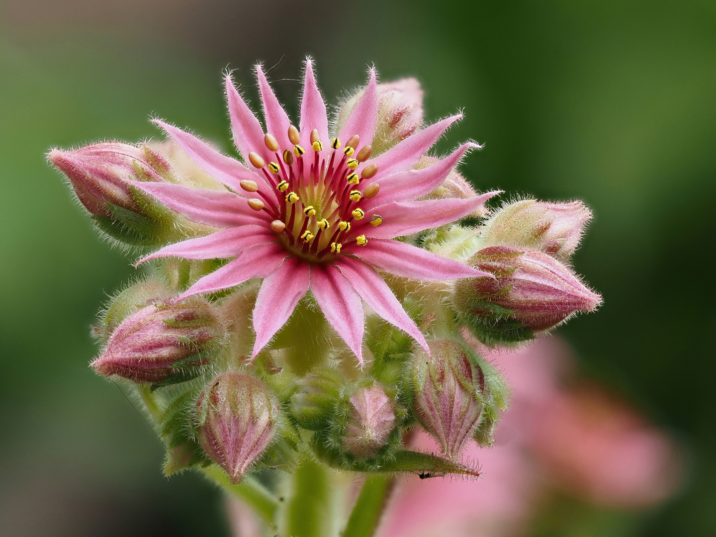 Prinzessin Sempervivum