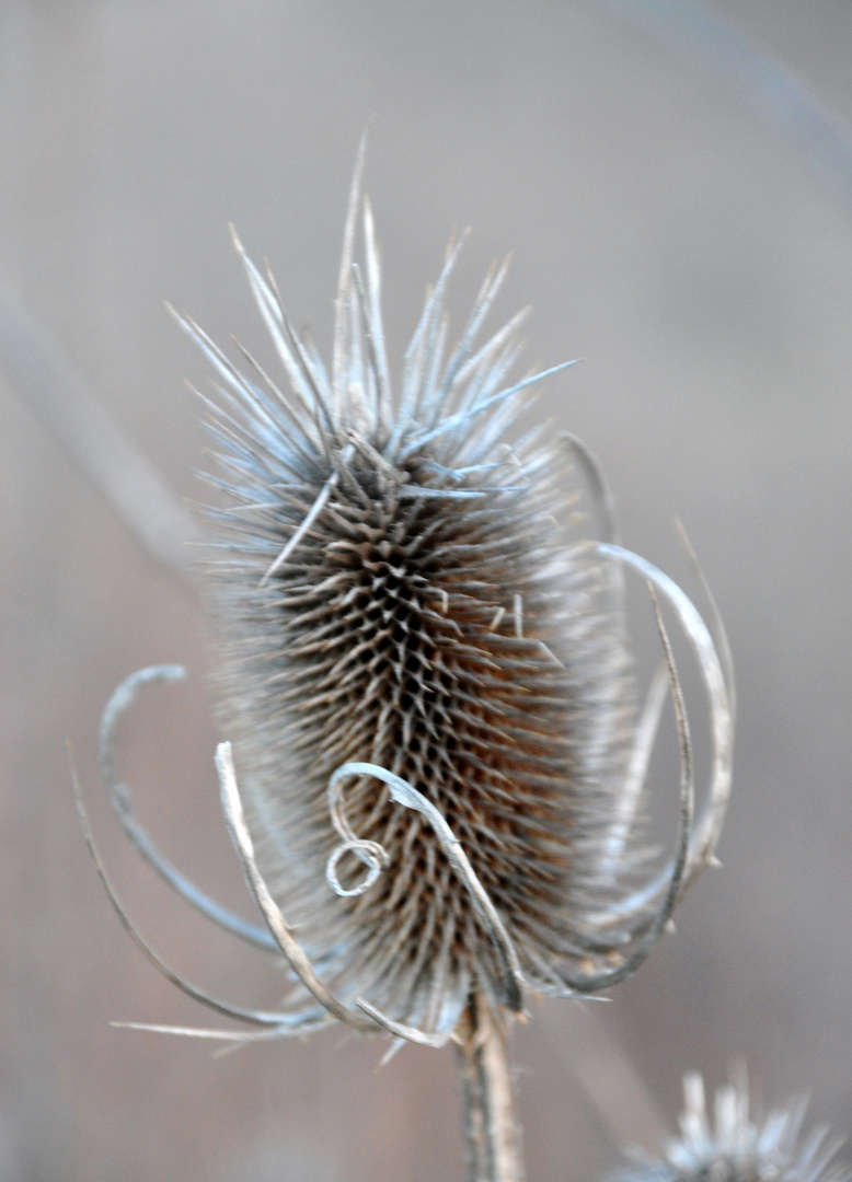 Prinzessin Stachelinchen