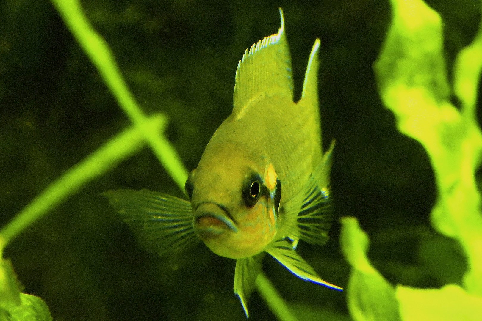 Prinzessin von Burundi Foto & Bild wasser, natur, tiere Bilder auf