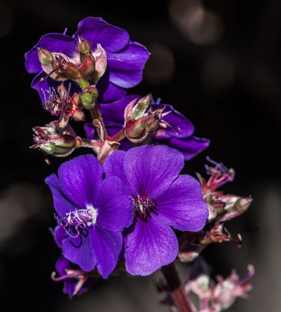 Prinzessinnenblume - Samtveilchen