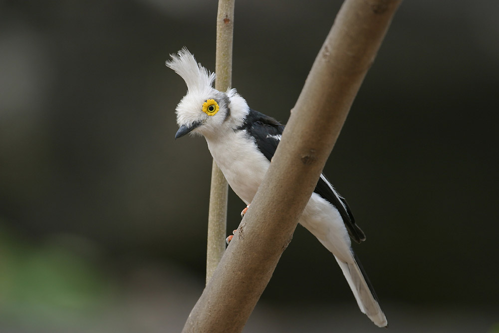 Prionops plumatus (White Helmetshrike / Brillenwürger)