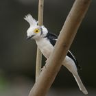 Prionops plumatus (White Helmetshrike / Brillenwürger)