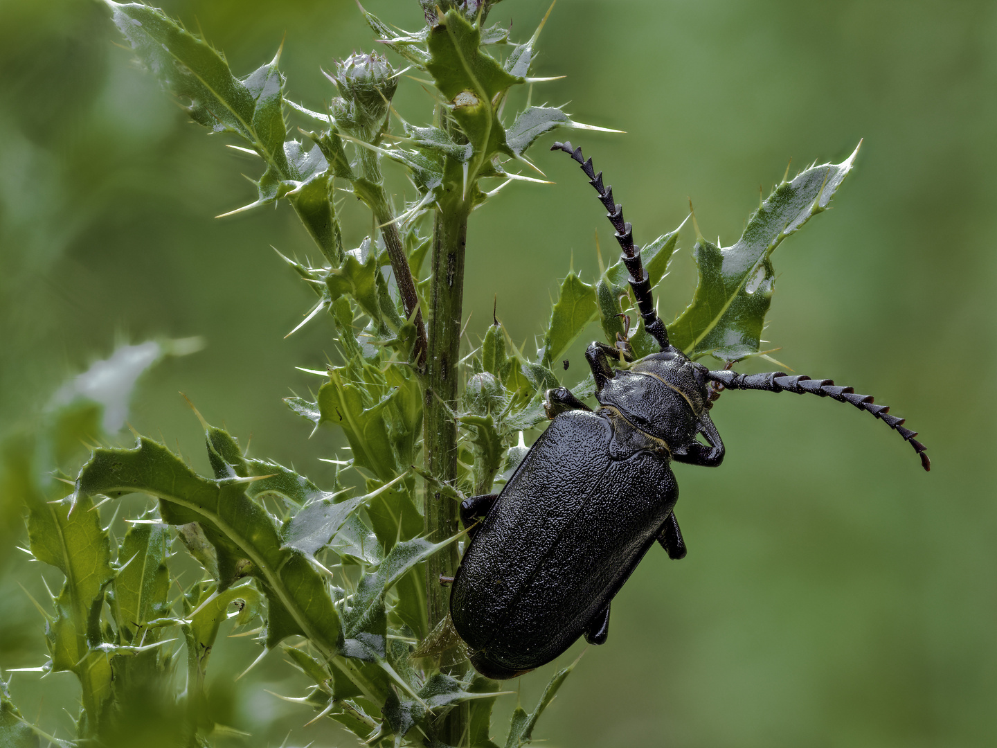 Prionus coriarius #2