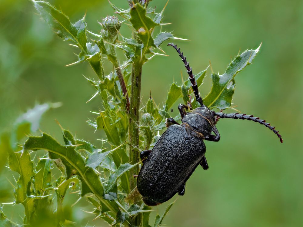 Prionus coriarius #2