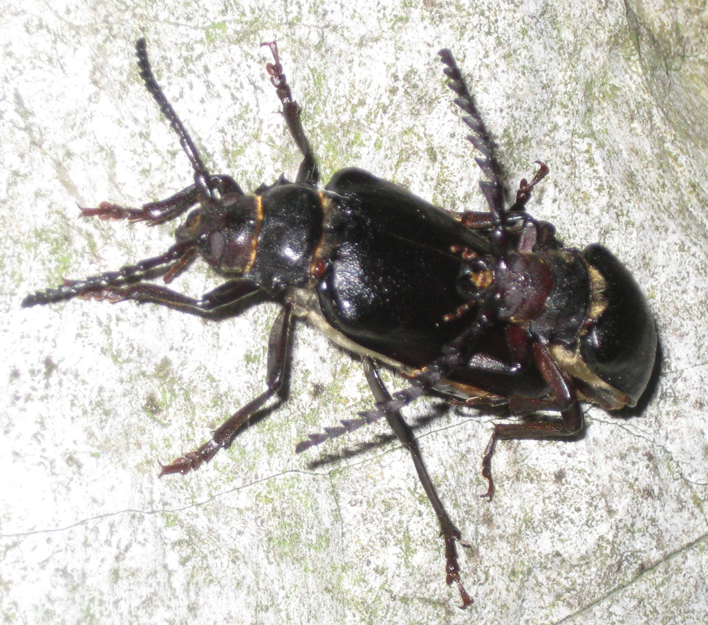 Prionus coriarius