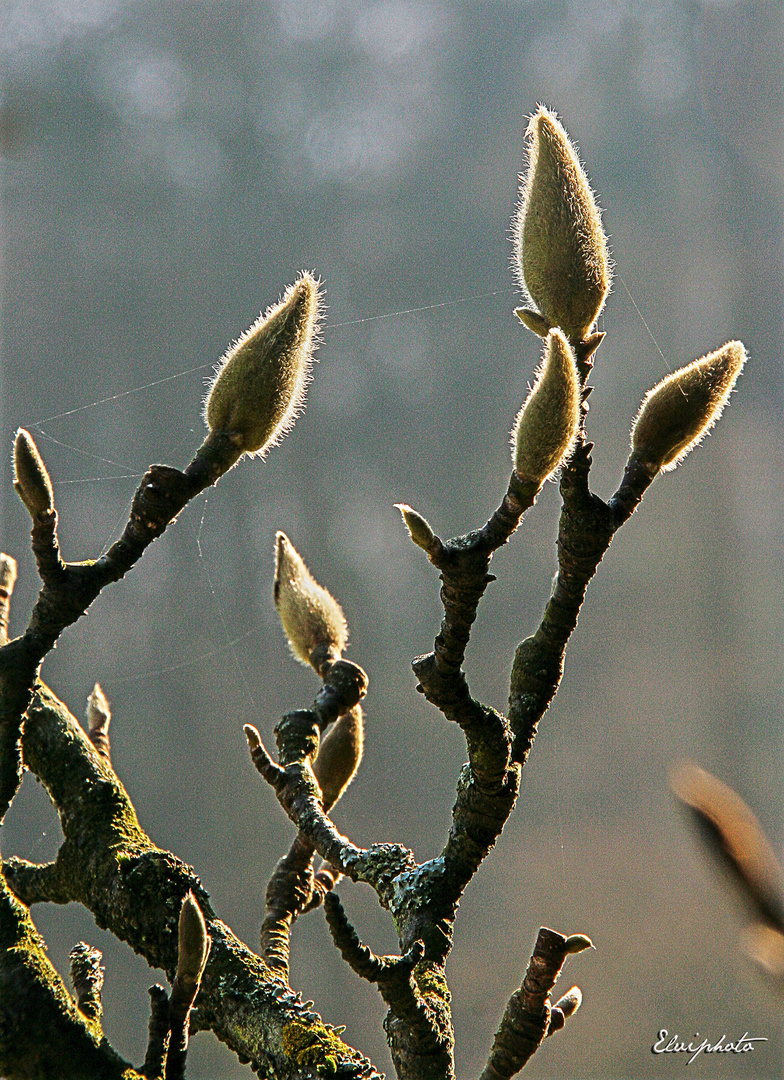 prirntemps en bourgeons