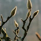 prirntemps en bourgeons