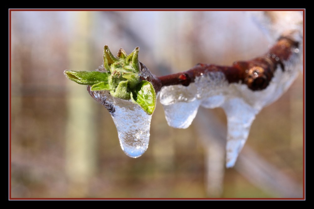 Pris dans la glace...