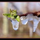 Pris dans la glace...