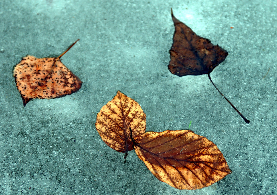 Pris dans la glace