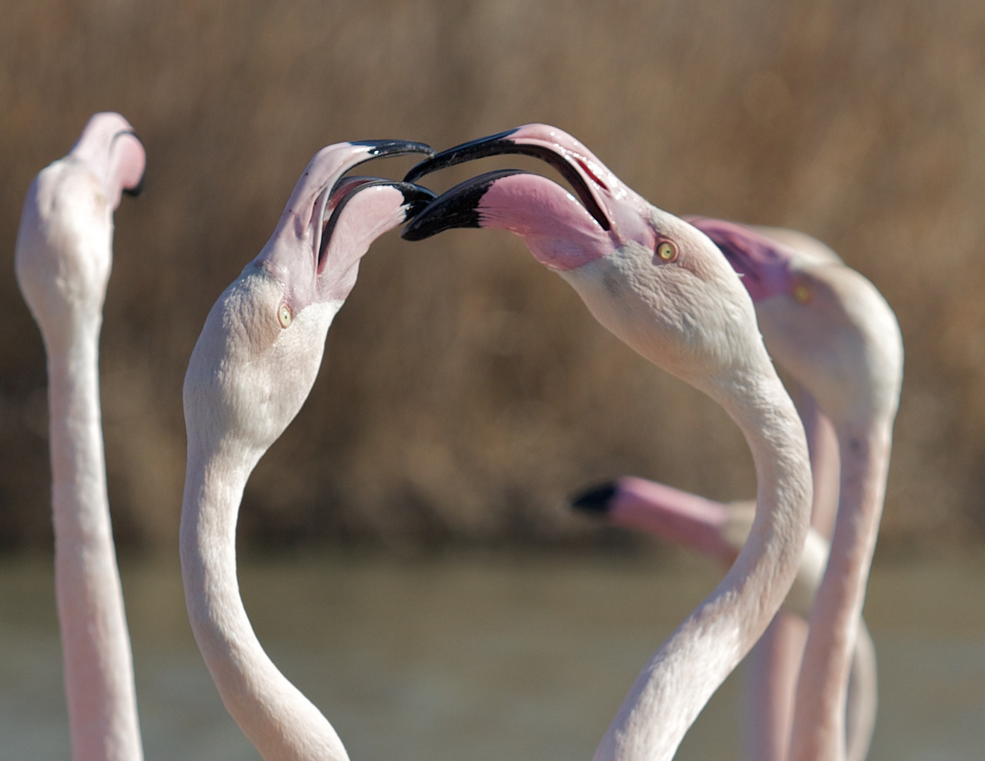 Prise de bec Flamants rose