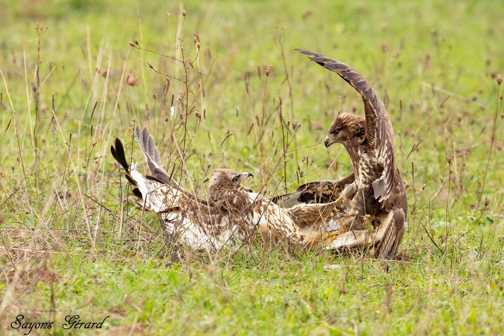 Prise de becs 