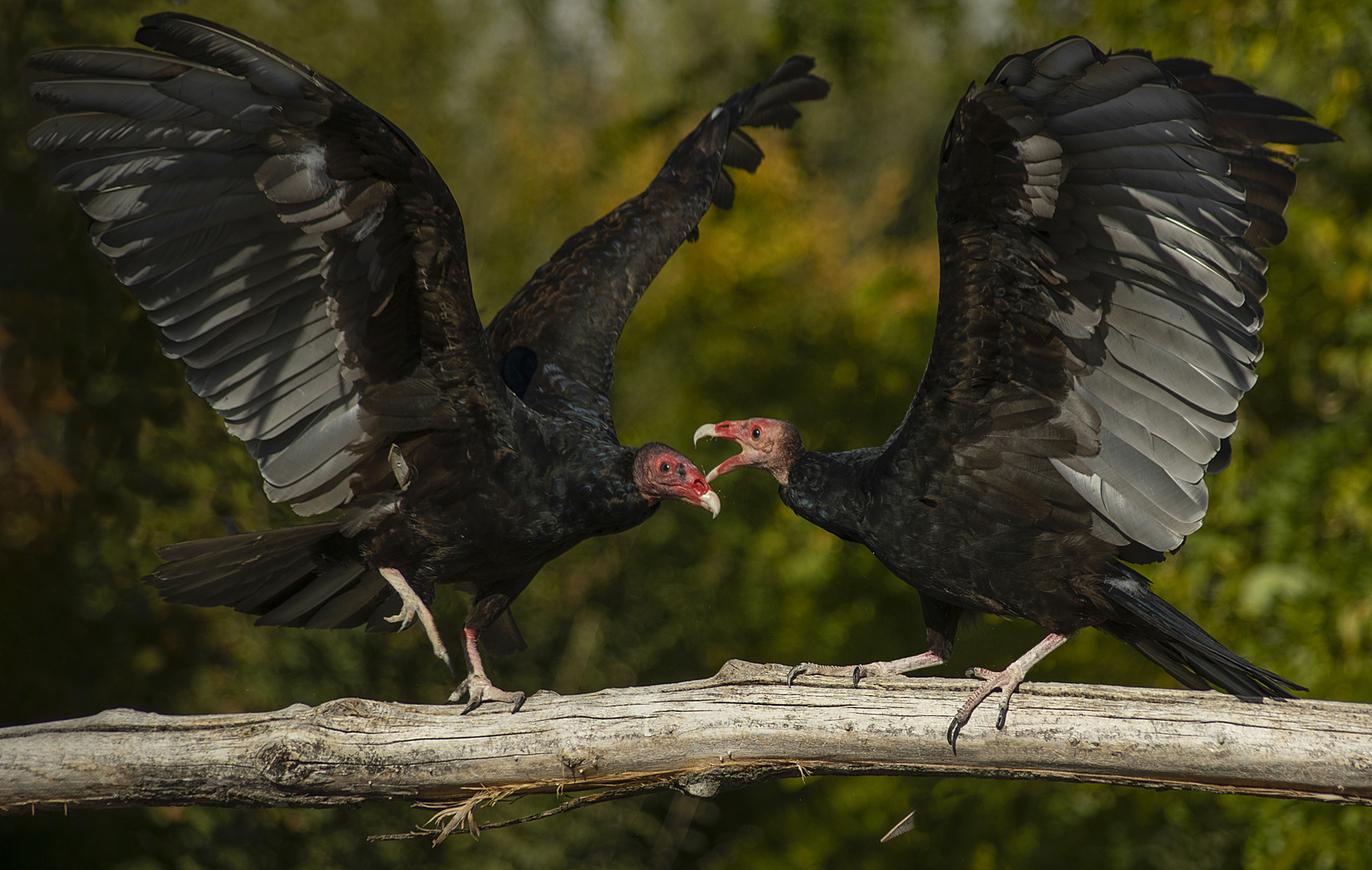 Prise de becs (Cathartes aura, urubu à tête rouge)