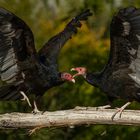 Prise de becs (Cathartes aura, urubu à tête rouge)