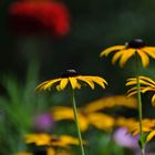 Prise de vue dans un jardin à Larnaud - Jura.