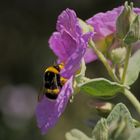 prise le nez dans le pollen....