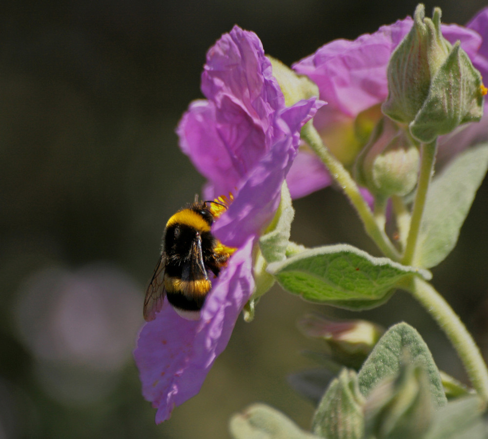 prise le nez dans le pollen....