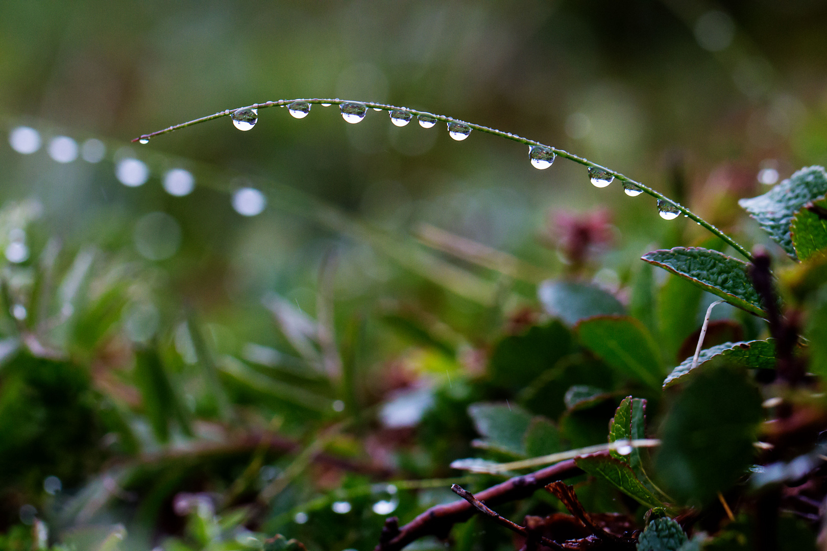 Prismagleiche Wassertropfen