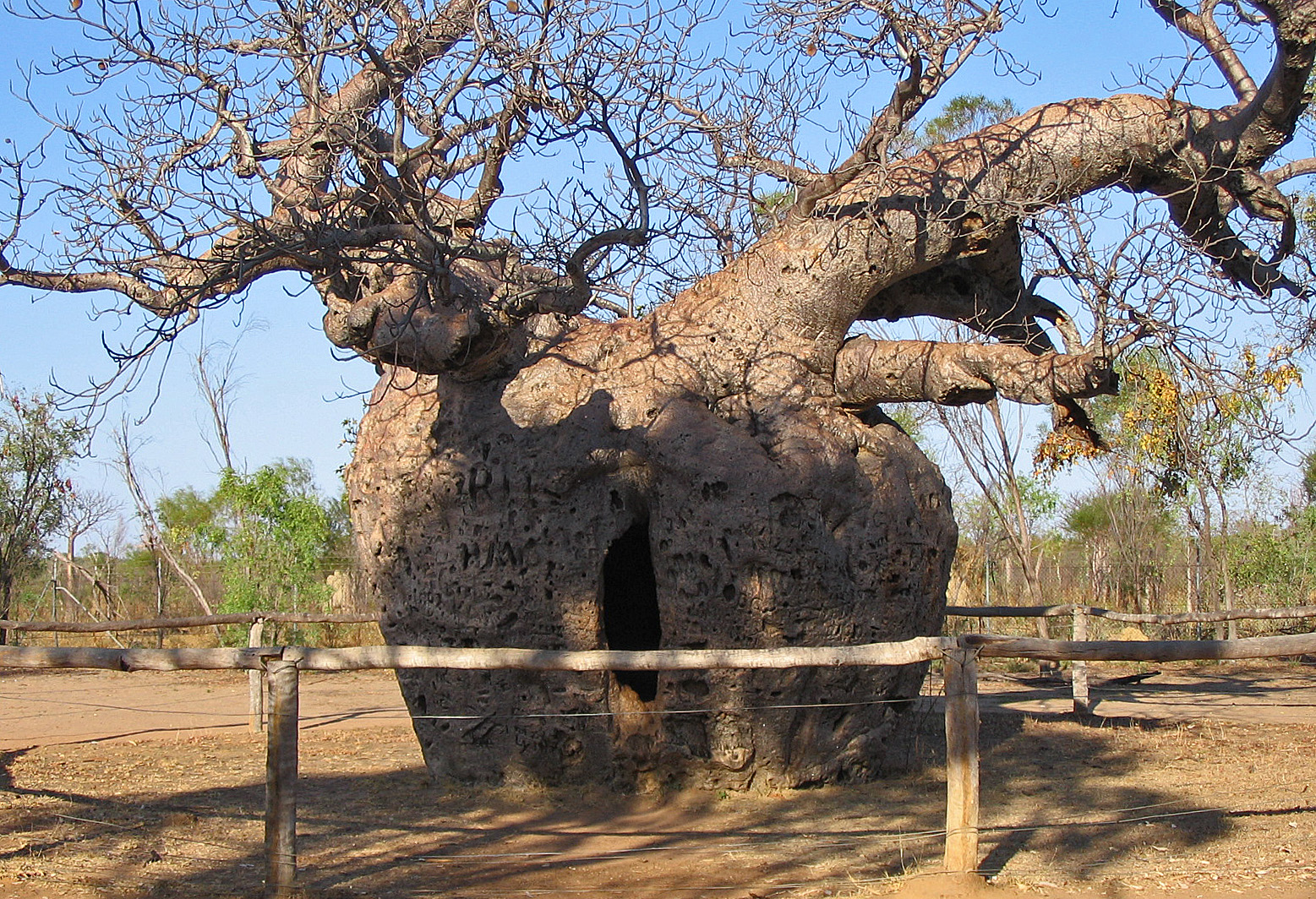 Prison Boab Tree