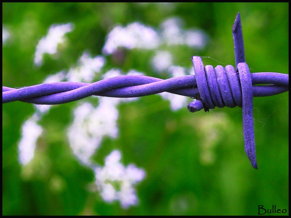 Prisoner Flower.