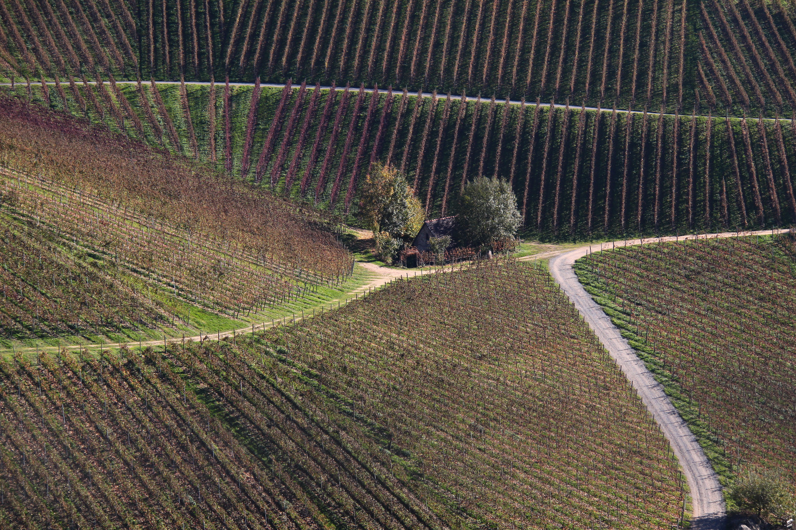 prisonnier des vignes!