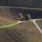 prisonnier des vignes!