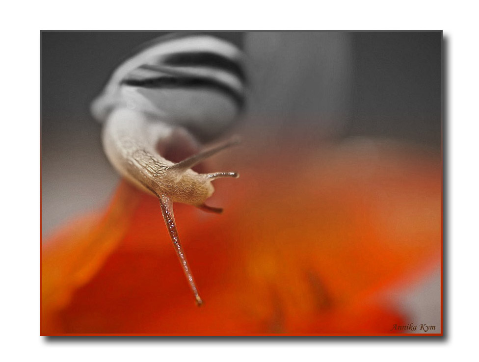 pritty snail